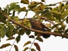 dsc 8634.jpg Cratérope brunTurdoides plebejus à Toubakouta dans le Parc National du Delta du Saloum