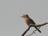 dsc 8754.jpg Rollier varié Coracias naevius à Toubacouta dans le Parc National du Delta du Saloum
