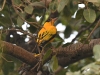 dsc 8944.jpg Loriot doré Oriolus auratus à Toubacouta dans le Parc National du Delta du Saloum