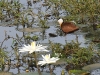 dsc 9129.jpg Jacana à poitrine dorée Actophilornis africana à Némabah dans le Parc National du Delta du Saloum