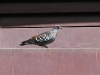 dsc 9585.jpg Pigeon roussard Columba guinea à Simenti dans le parc National de Niokolo Koba