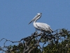 dsc 1940.jpg Pélican gris Pelecanus rufescens dans le Parc National du Delta du Saloum