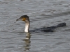 dsc 2148.jpg Grand cormoran Phalacrocorax lucidus dans le port de Foundiougne