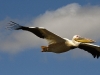 dsc 2546.jpg Pélican blanc Pelicanus onocrotalus dans le Djoudj