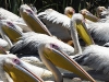 dsc 2550.jpg Pélicans blancs Pelicanus onocrotalus dans le Djoudj