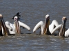 dsc 2555.jpg Pélicans blancs Pelicanus onocrotalus dans le Djoudj