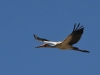 dsc 2567.jpg Tantale ibis Mycteria ibis dans le Djoudj