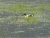 dsc 0186.jpg Couple de canards souchet Anas clypeata dans une prairie inondée de la Gravona à Ajaccio