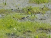 dsc 0699.jpg Chevalier aboyeur Tringa nebularia dans une prairie inondée à Campo dell' Oro, Ajaccio
