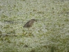 dsc 2195.jpg Bihoreau gris Nycticorax nycticorax à la mare de Budicci à Bastelicaccia