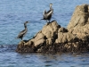 dsc 8725.jpg Cormorans huppés Phalacrocorax aristotelis sur la plage de la Viva à Porticcio
