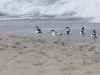 dsc 8740.jpg Avocettes élégantes Recurvirostra avosetta sur la plage de Grand Capo à Ajaccio