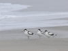 dsc 8755.jpg Avocettes élégantes Recurvirostra avosetta sur la plage de Grand Capo à Ajaccio