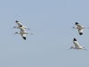 dsc 9554.jpg Avocettes élégantes Recurvirostra avosetta à  l'embouchure du Prunelli à Porticio