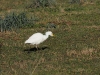 dsc 4371.jpg  Héron garde-boeufs Bubulcus ibis dans les prairies de la Gravona à Ajaccio