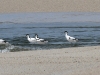 dsc 6101.jpg Avocettes élégantes Recurvirostra avosetta à l'embouchure du Liamone
