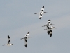 dsc 6113.jpg Avocettes élégantes Recurvirostra avosetta à l'embouchure du Liamone