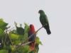 dsc 2189.jpg Couple de perroquets Eclectus rorarus (bird watching du 23 avril 2011)