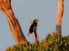 dsc 2206.jpg Calao papou, ou calao de Blyth, Rhyticeros plicatu (bird watching du 23 avril 2011)