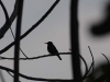 dsc 2209.jpg Souimanga satiné Leptocoma sericea (bird watching du 23 avril 2011)