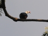 dsc 2231.jpg Pigeon impérial à protubérance rouge ou carcophage à cire rouge Ducula rubricera (bird watching du 23 avril 2011)