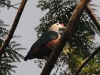 dsc 2232.jpg Pigeon impérial à protubérance rouge ou carcophage à cire rouge Ducula rubricera (bird watching du 23 avril 2011)