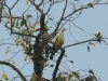 dsc 2255.jpg Carcophage blanc Ducula bicolor (bird watching du 23 avril 2011)