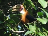dsc 2261.jpg Calao papou, ou calao de Blyth, Rhyticeros plicatus (bird watching du 23 avril 2011)