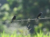 dsc 2270.jpg Capucins de Nouvelle- Bretagne Lonchura melaena (bird watching du 23 avril 2011)