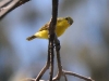 dsc 3220.jpg Gérygone à ventre jaune femelle Gerygone chrysogaster dans les jardins du Walindi Plantation Resort 