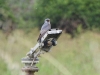 dscn 1018.jpg Faucon kobez Falco vespertinus à Tanchiccia (Serra di Ferro)