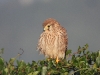 dscn 4631.jpg Faucon crécerelle femelle Falco tinnunculus à Capitello (Porticcio)