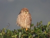 dscn 4635.jpg Faucon crécerelle femelle Falco tinnunculus à Capitello (Porticcio)