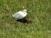 dscb 7594.jpg Aigrette garzette & ibis falcinelle à Agosta Plage
