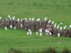 ch8a0129.jpg Hérons garde-boeufs Bubulcus ibis à droite rive droite du Prunelli à l'entrée de Porticcio