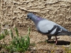 dscn 7677.jpg Pigeon biset sauvage Columba livia au Petit Fiorella
