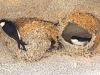 CH8A4356.jpg Hirondelles de fenêtre Delichon urbicum à Barcaggio