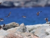 CH8A 4365.jpg Hirondelles de fenêtre Delichon urbicum au port de Barcaggio