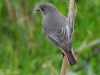 DSCN 2303.jpg Rougequeue noir Phoenicurus ochruros à La Viva, Porticcio