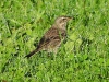 DSCN 2397.jpg Pipit spioncelle Antus spinoletta à La Viva (Porticcio)