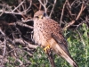 DSCN 2465.jpg Faucon crécerelle mâle Falco tinnunculus à la Parata