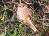 DSCN 2468.jpg Faucon crécerelle mâle Falco tinnunculus à la Parata