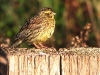 DSCB 2500;jpg Bruant zizi mâle Emberiza cirlus au parking de la Parata