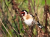 DSCN 2522.jpg Chardonneret élégant Carduelis carduelis au parking de la Parata