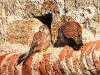 DSCN 2551.jpg Couple de faucons crécerelles Falco tinnunculus à Capitello