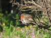 DSCN 2802.jpg Rougegorge familier Erithacus rubecula sur le sentier vers la tour de Capitello