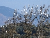 DSDCN 2811.jpg Hérons garde-boeufs Bubulcus ibis rive gauche du Prunelli à l'entrée de Porticcio