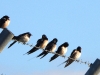 DSCN 2851.jpg Hirondelles rustiques Hirundo rustica sur la clôture de l'aéroport d'Ajaccio avant Air Corsica