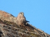 DSCN 2886.jpg Faucon crécerelle mâle Falco tinnunculus à la tour de Capitello