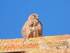 DSCN 2914.jpg Faucon crécerelle femelle Falco tinnunculus à la tour de Capitello